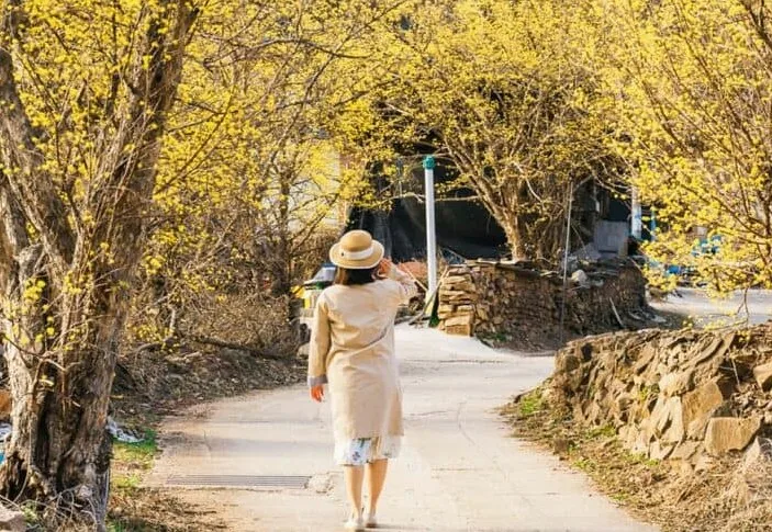 의성 만개한 산수유나무 / 사진=경북문화관광공사 경북나드리