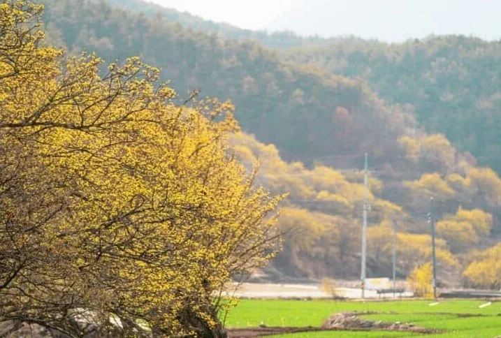 의성 산수유마을 풍경 / 사진=경북문화관광공사 경북나드리