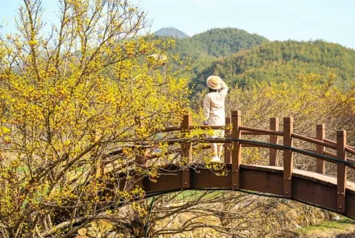 의성 산수유 마을 / 사진=경북문화관광공사 경북나드리