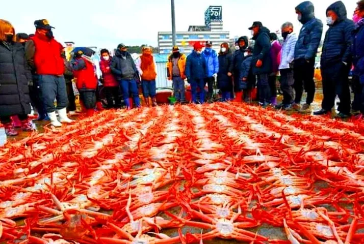 울진 축제 대게 / 사진=공공누리 울진구청 문화관광 해양수산과 손용락