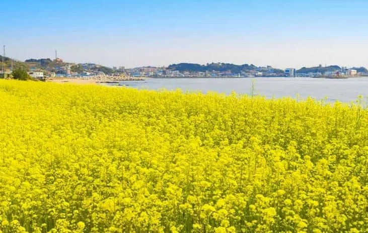 죽변항 봄 유채밭 / 사진=게티이미지뱅크
