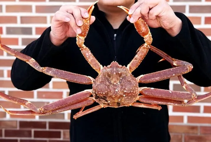 울진 대게 / 사진=게티이미지뱅크