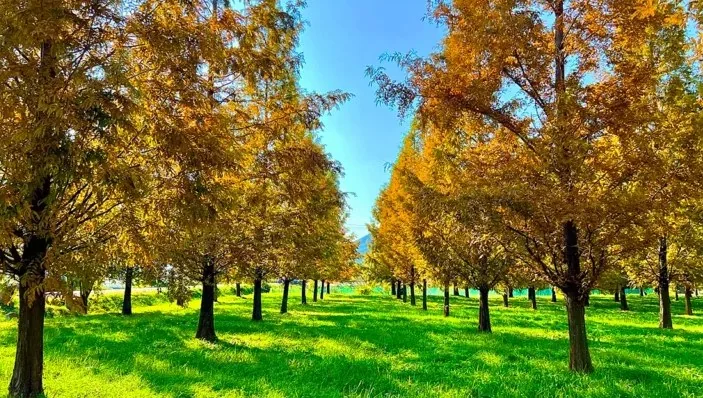 선바위공원 가을 메타세쿼이아 / 사진=울산여행 홍보단 김수연