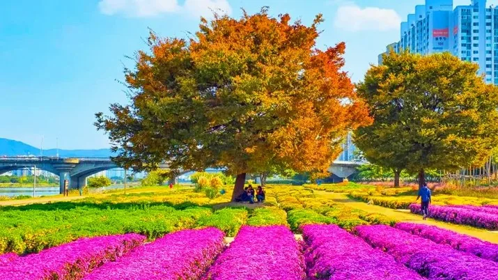울산 태화강 그라스정원 / 사진=울산광역시 공식 블로그 울산누리