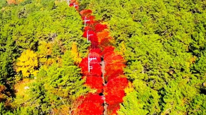 청산도 단풍길 전경 / 사진=전라남도 공식 유튜브