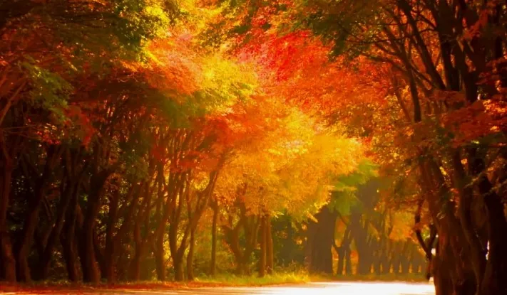 청산도 단풍길 / 사진=전라남도 공식 유튜브