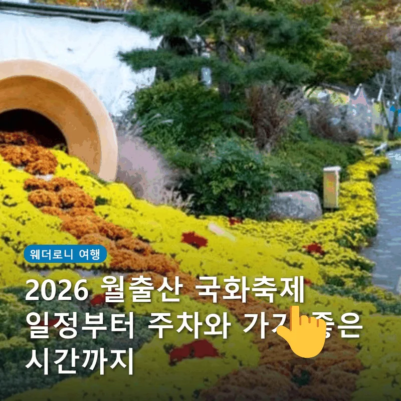 2026 월출산 국화축제 일정부터 주차와 가기 좋은 시간까지