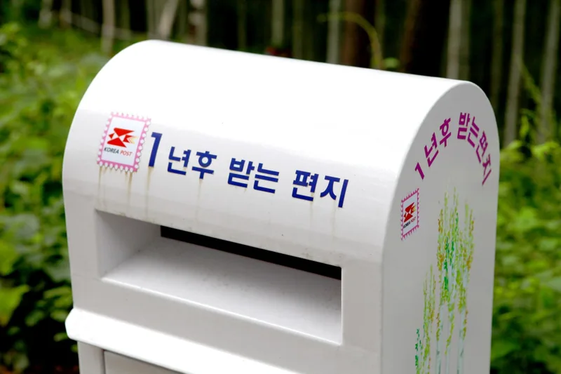 원대리 자작나무 숲(속삭이는 자작나무 숲)