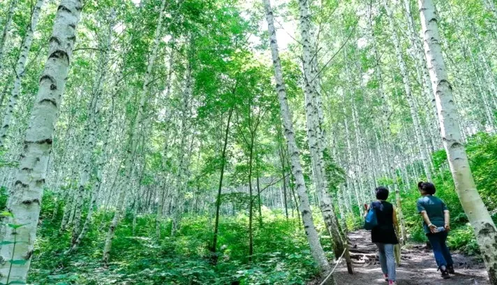 원대리 자작나무숲 산책 / 사진=산림청