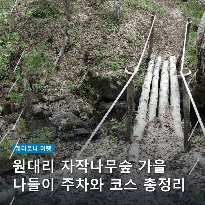 원대리 자작나무숲 가을 나들이 주차와 코스 총정리