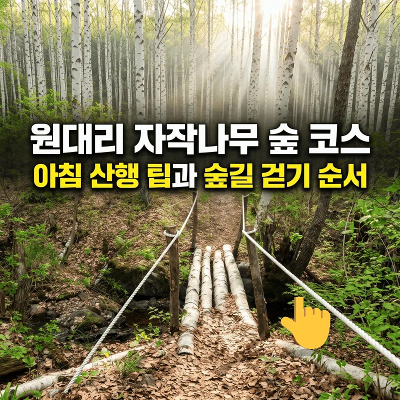 원대리 자작나무 숲 코스 아침 산행 팁과 숲길 걷기 순서