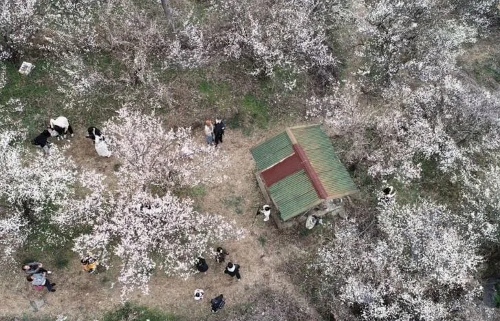 매화축제 풍경 / 사진=양산문화축전