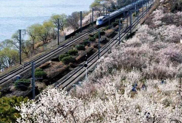 원동 철길 매화 / 사진=공공누리