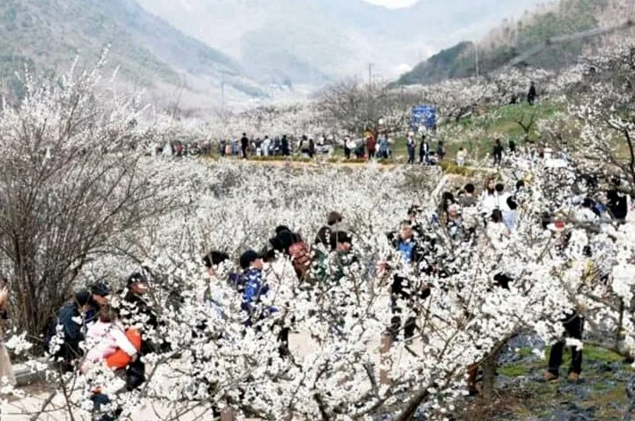 원동 매화축제 / 사진=공공누리