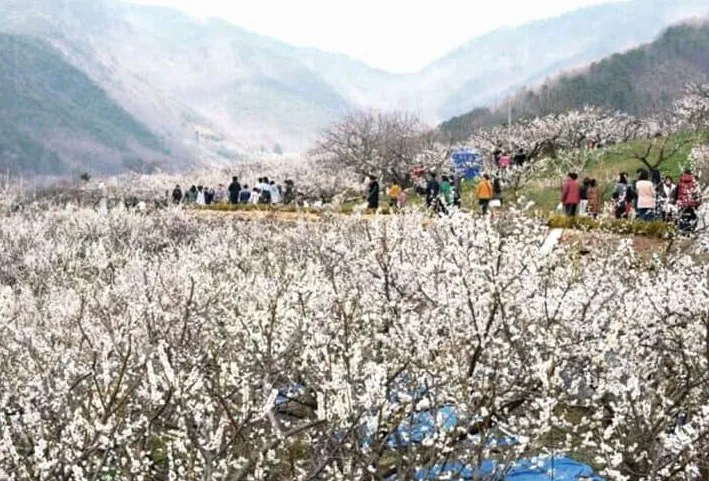 원동 매화 / 사진=공공누리