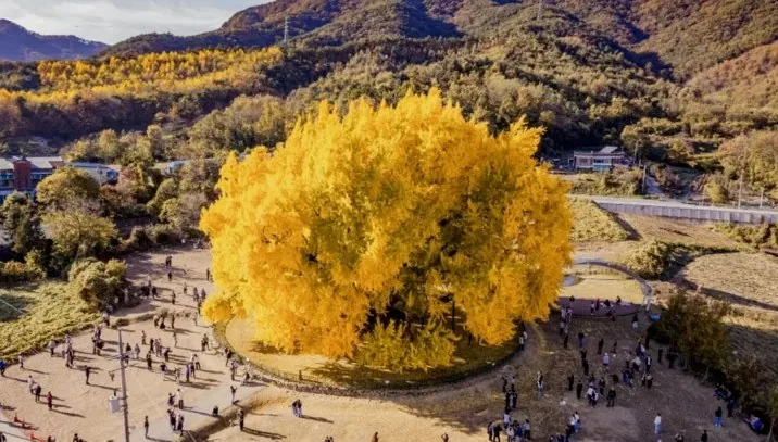반계리 은행나무 전경 / 사진=원주시공식블로그