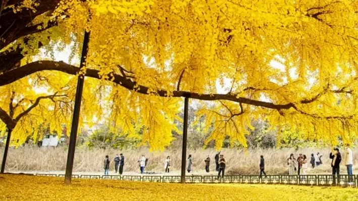 원주 반계리 은행나무 / 사진=원주시공식블로그