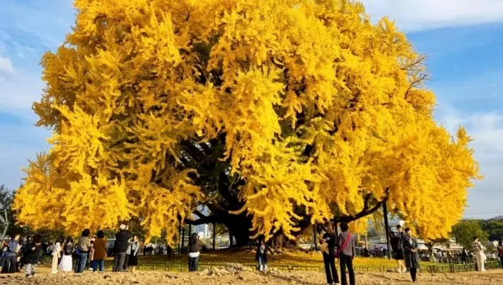 반계리 은행나무 / 사진=원주시공식블로그