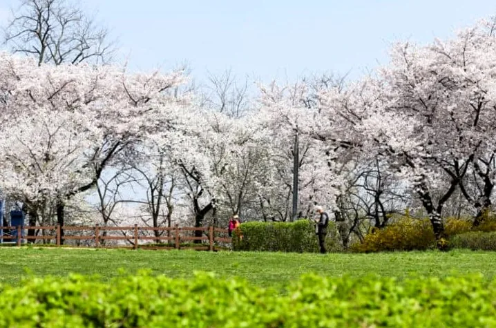 부천 도당산 벚꽃축제 / 사진=부천시 공식 블로그