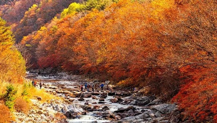 두타연 단풍 / 사진=양구군