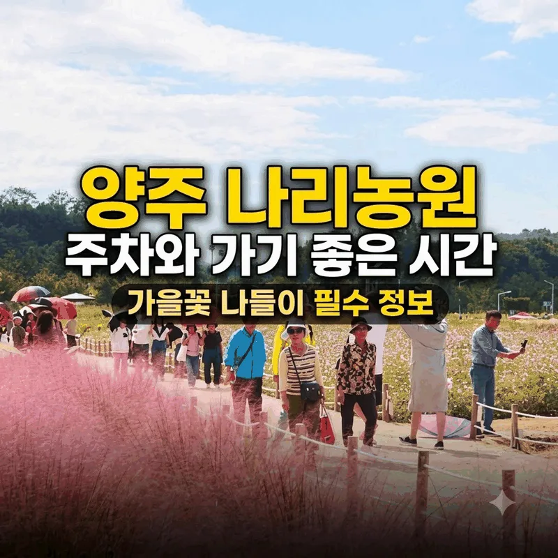 양주 나리농원 주차와 가기 좋은 시간 가을꽃 나들이 필수 정보