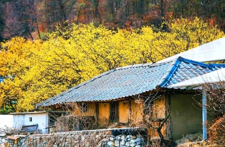 양평산수유한우축제 그림 같은 풍경 / 사진=공공누리 양평군청(관광과) 김다예