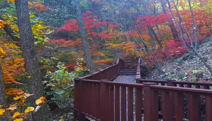 국립 산음자연휴양림 산책길 / 사진=국립 산음자연휴양림
