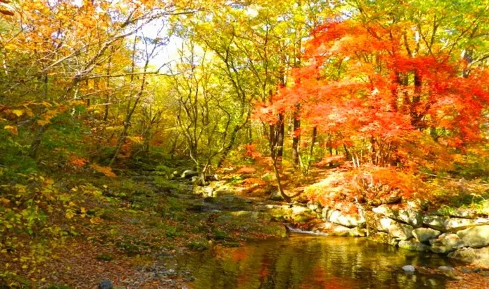 국립 산음자연휴양림 계곡 가을 풍경 / 사진=국립 산음자연휴양림