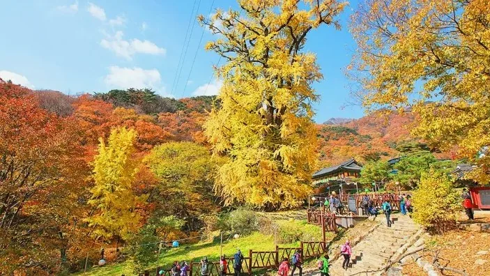 양평 용문사 은행나무 / 사진=한국관광콘텐츠랩