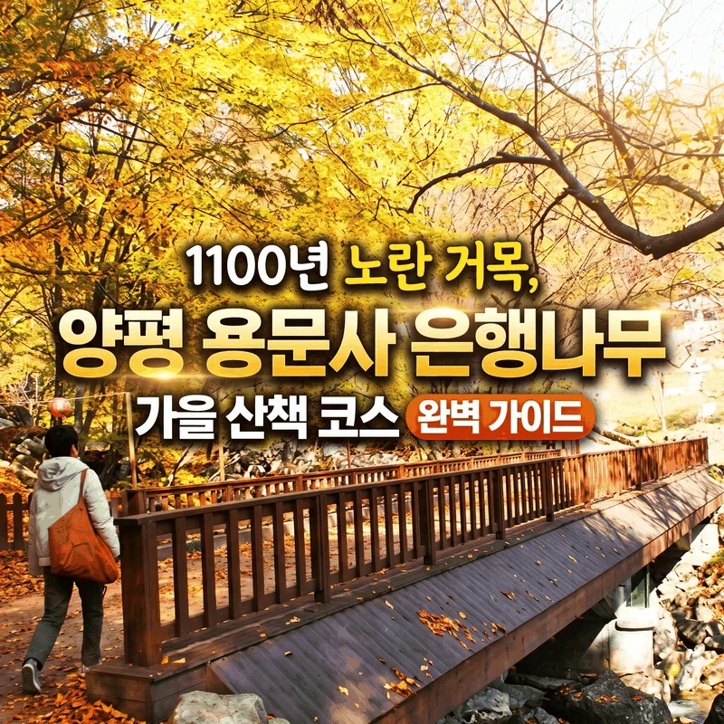 1100년 노란 거목, 양평 용문사 은행나무 가을 산책 코스 완벽 가이드