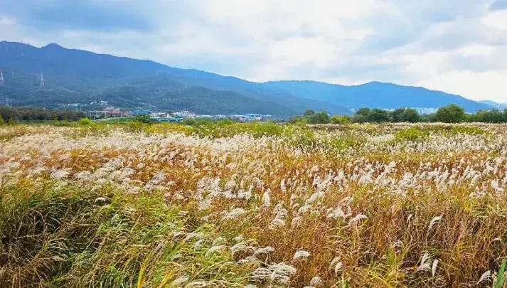 황산공원 억새 / 사진=양산시 공식 블로그 김도희