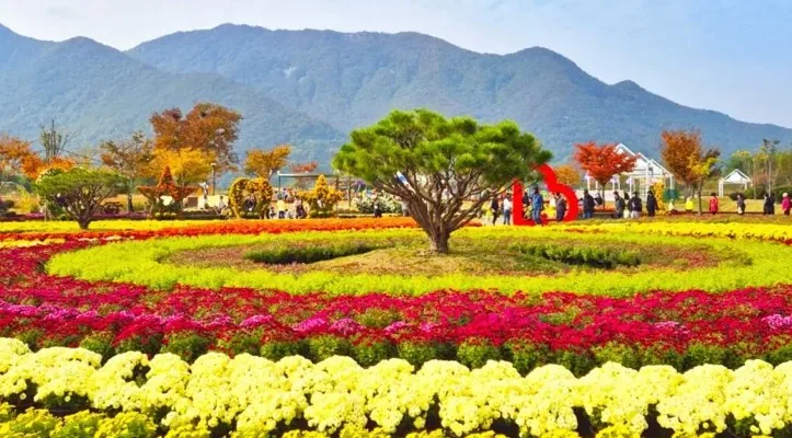 양산국화축제 / 사진=양산시 공식 블로그 류혜영