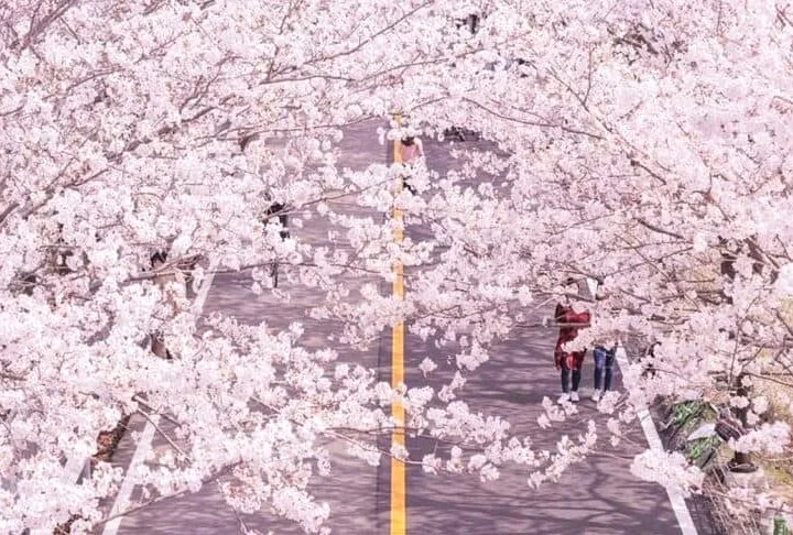 황산공원 벚꽃 / 사진=페이스북