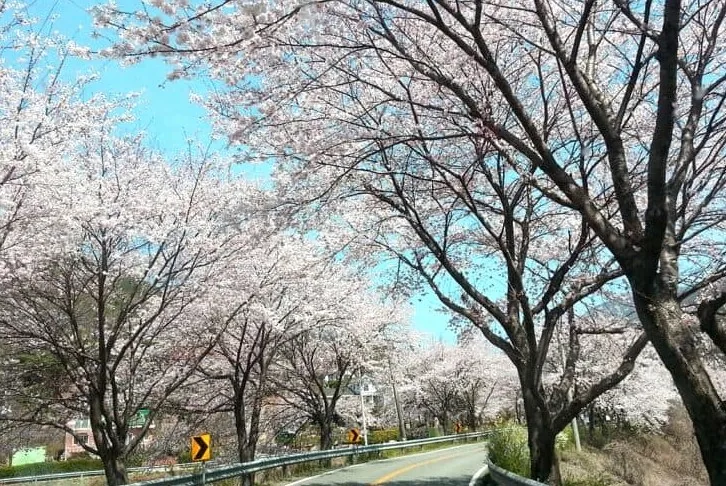 양산 벚꽃길 / 사진=양산시