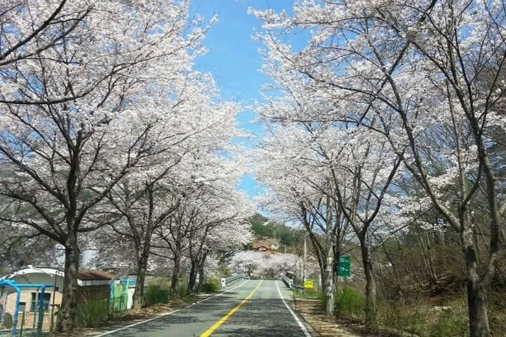 분홍빛으로 물든 양산 벚꽃길 /사진=양산시