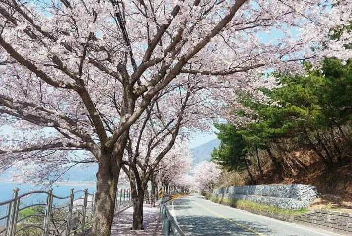 양산 물금벚꽃축제 벚꽃길 풍경 / 사진=양산시