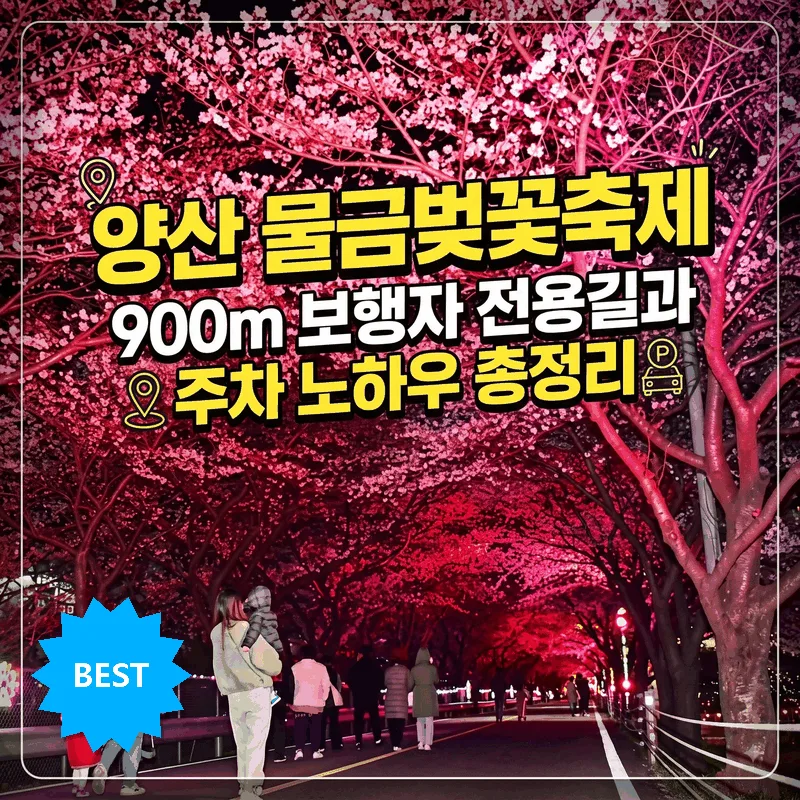 양산 물금벚꽃축제 900m 보행자 전용길과 주차 노하우 총정리