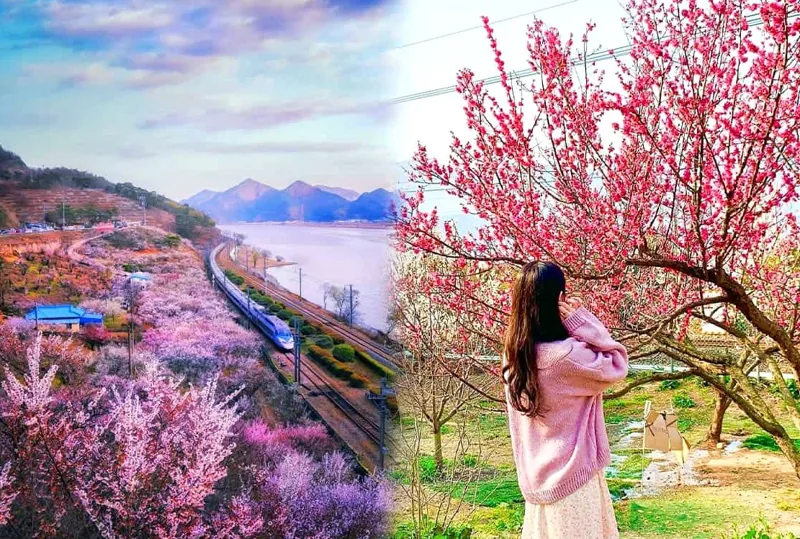 순매원 풍경 / 사진=ordinary_hjin 인스타그램
