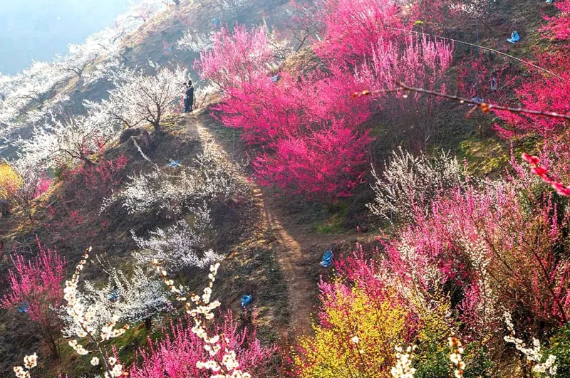 매화마을 풍경 / 사진=게티이미지뱅크