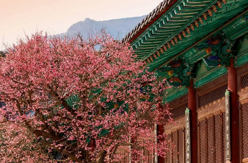 통도사 풍경 / 사진=게티이미지뱅크