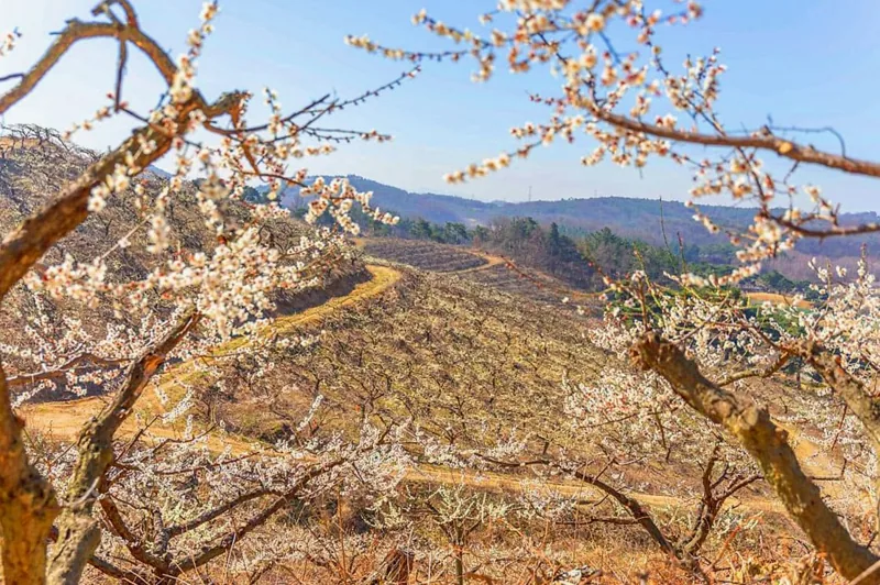 정매원 풍경 / 사진=온라인커뮤니티