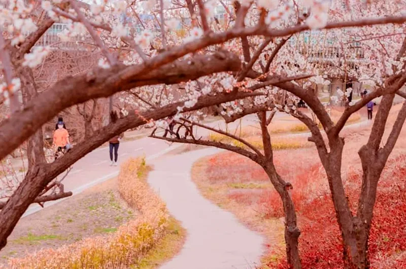 하동매실거리 풍경 / 사진=온라인커뮤니티