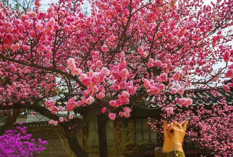 매화 사진 찍는 사람 / 사진=게티이미지뱅크