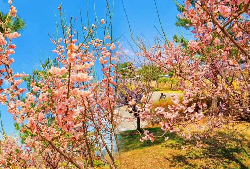 여의도 한강공원 풍경 / 사진=온라인커뮤니티