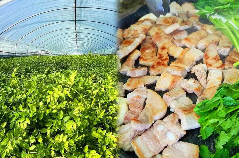 양산 원동 미나리축제 삼겹살, 미나리하우스 / 사진=인스타그램