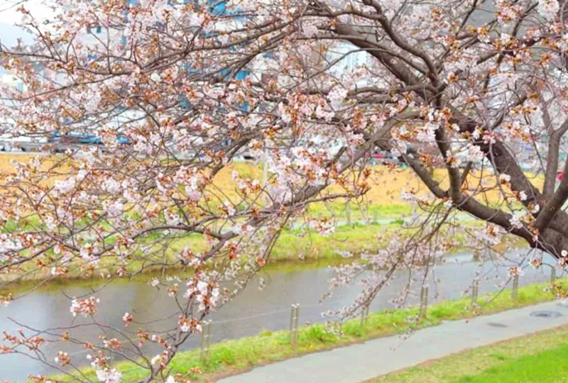 북부천 벚꽃길 풍경 / 사진=온라인커뮤니티