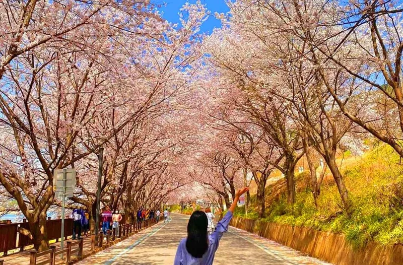 오봉산 벚꽃길 풍경 / 사진= 0_joo_pic 인스타그램