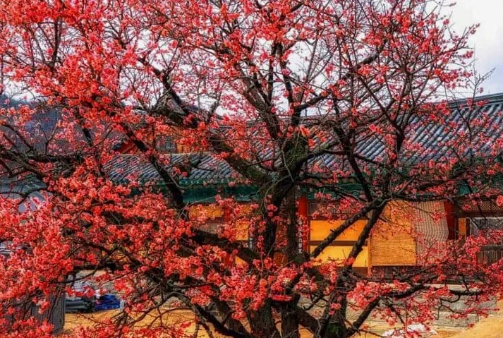통도사 홍매화 / 사진=게티이미지뱅크