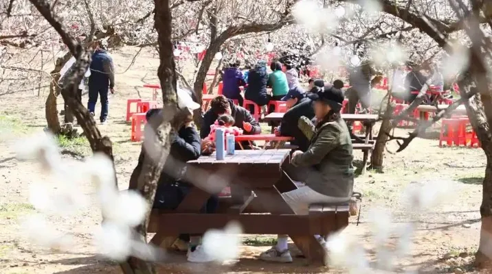 양산 원동매화축제 모습 / 사진=양산문화축전