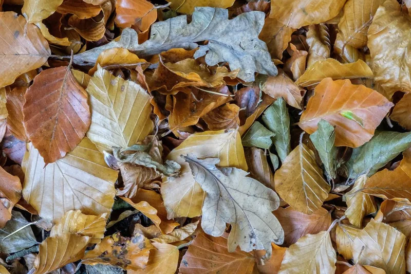Autumn leaves, Nercwys forest area, N/Wales, 2022.